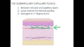 Innervation and Vascularization of Skin 24 [upl. by Acinoev]