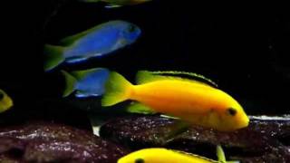 Malawi Biotope Tank 700 liters 19 months [upl. by Nylarej]