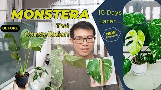 Monstera Thai soil mix  to keep your plant thriving [upl. by Ulrikaumeko910]