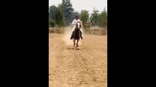 Nazabazi with Mubashar Tiwana beautifulhorses horse pakistan punjab youtube youtubeshorts [upl. by Iad779]