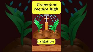 Crops that require high irrigation [upl. by Jamieson]