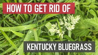 How to Get Rid of Kentucky Bluegrass Weed Management [upl. by Mehetabel]