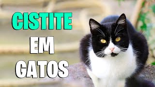 CISTITE EM GATOS Gato faz gotas de xixi  Gatil Hauser [upl. by Elyn]