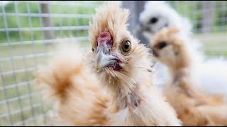 SILKIE CHICKENS 101  What I Wish Id Known About Silkies  Backyard Poultry Breeds For Beginners [upl. by Premer]