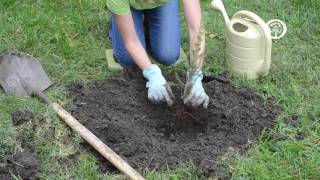 Ask an Arborist How do I Plant Bareroot Trees [upl. by Malony297]