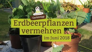 Erdbeeren selbst vermehren Ableger ziehen [upl. by Itsrejk]