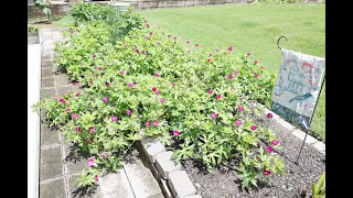 Callirhoe involucrata  Purple Poppy Mallow Winecup [upl. by Nalyk]