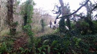 Killinick Harriers Hunt In Murrintown 2011 [upl. by Iborian]