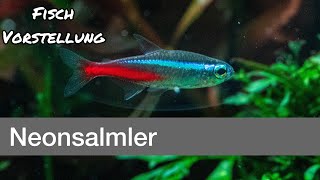 Neonsalmler  Paracheirodon innesi  Liquid Nature Fisch Vorstellung [upl. by Tegdirb]