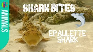 All about the Epaulette Shark  Shark Bites [upl. by Tumer]