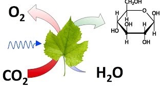 CO2 o Dióxido de Carbono Conceptos y Experimentos Básicos [upl. by Enniroc]