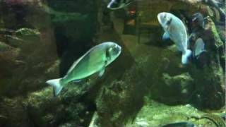 Gilthead Bream Sparus Aurata [upl. by Dnalsor]