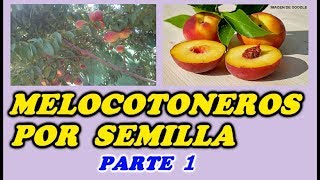 CÓMO GERMINAR MELOCOTONES  SEMBRAR Melocotoneros o Duraznos  1ª PARTE  Todo Huerta y Jardín [upl. by Lexie]