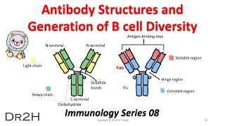 DrHongs Immunology Lecture 08 Antibody Structure and the Generation of B cell Diversity [upl. by Sibella]