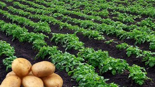 ✅Agriculture Technology Potatoes  Cultivativate Potatoes  Amazing Potatoes Field  Potatoes [upl. by Leirea]