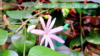 Summer Gardening  Jasminum multipartitum [upl. by Nrevel]