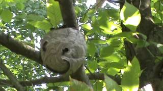 Bladfaced hornet nest on a Beech tree [upl. by Llebiram]