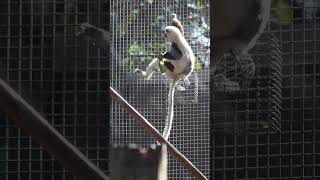 Coquerels sifaka lemur having lunch at Houston zoo pt 2 [upl. by Eninnej879]