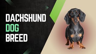 Dachshund Dog Breed Complete Guide to the Lovable Wiener Dog dachshund dachshundworld [upl. by Iv]