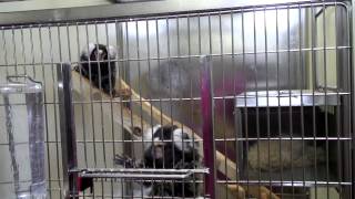 Marmosets and research into Parkinsons Disease [upl. by Florin]