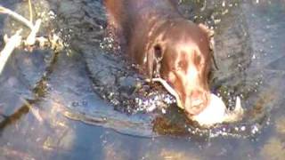 Retriever riporto in acquaeducazione cinofilalabrador al lavoro [upl. by Repohtsirhc]