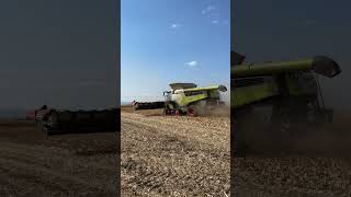 CLAAS Lexion 8800 TT  Geringhoff 12 rows [upl. by Nojed810]