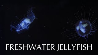 Freshwater Jellyfish [upl. by Adnolay368]