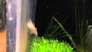 Our Red Cherry Shrimp in the Sump tank [upl. by Claudell243]