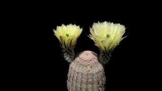 Echinocereus pectinatus Mexico Detras 4K [upl. by Alyosha]