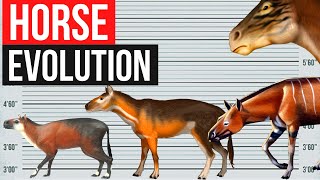 The Evolution of Horse  By Years [upl. by Raf]