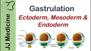 Gastrulation  Formation of Germ Layers  Ectoderm Mesoderm and Endoderm [upl. by Auhsej623]