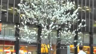 Bradford Pear Trees in NYC [upl. by Erdnoid]