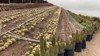 Waterwise Botanical  Cactus Garden Tour 2020 [upl. by Abba]