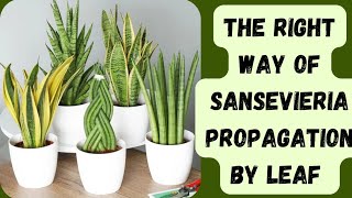 The right way of sansevieria propagation by leaf 🌿 [upl. by Mahsih]