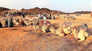 Tour zu den Beduinen bei Hurghada Ägypten Jeep Buggy Quad Kamele und Tänze in 𝟒𝐊 [upl. by Anastasie]