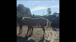 Natural Horse Meeting Process Complete Video  Horse Meeting  Zee Pets [upl. by Nahc795]