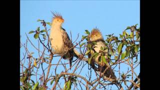 PAJAROS DE MI FLOR Chamarrita LOS HERMANOS CUESTAS [upl. by Notsua]