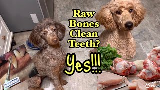 Raw Bones for Your Dog 8 things you NEED to know with a Canine Nutritionist [upl. by Iseabal585]