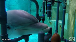 Testing a bottlenosed dolphin’s electroreception  Science News [upl. by Genesa]