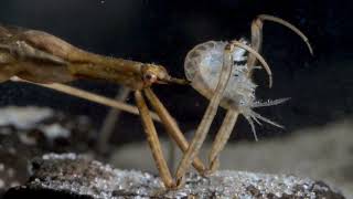 Water stick insect captured side swimmer – 35 mmVízi botpoloska botpoloskát zsákmányol [upl. by Gnehs162]