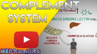 Complement System Made Easy Immunology Classical Alternate amp Lectin pathway [upl. by Connors369]