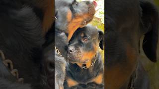 Lovely ❤️🥰 rottweiler [upl. by Royall]