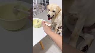 My hungry dog want food [upl. by Rihat]