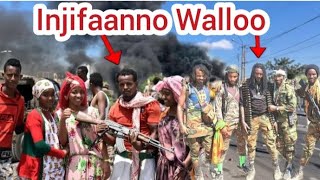 Oduu Hatattama guyyaa haŕaa warani bilsumma oromo INJFANNO WBO 272024 OLMAAMEDIDA​ [upl. by Eeresed609]