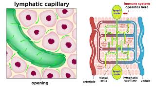 The Circulatory System Part 3 The Lymphatic System [upl. by Soilissav]