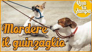 Perchè il cane morde il guinzaglio  Qua la zampa [upl. by Lytle570]