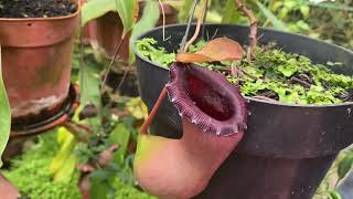 TRIVIA NEPENTHES  KANTONG SEMAR SPECIES VENTRICOSA VARIAN PORCELAIN [upl. by Collen]