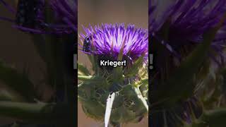 Flower of Scotland – Die Geschichte der schottischen Distel [upl. by Hadria279]