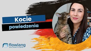 Powiedzenia z KOTEM po niemiecku  dla wszystkich poziomów [upl. by Acira]