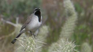 Blackthroated Sparrow [upl. by Paynter]